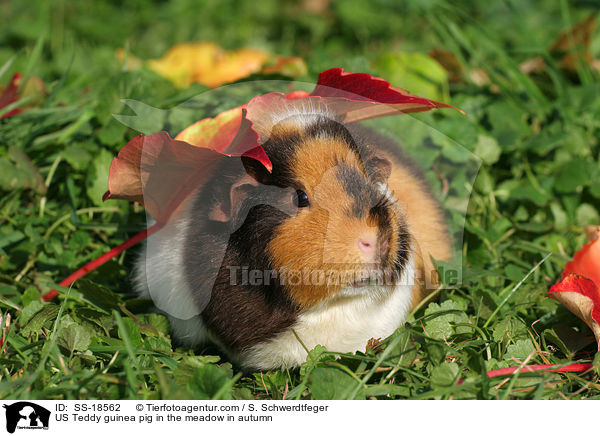 US Teddy Meerschweinchen auf der Wiese im Herbst / US Teddy guinea pig in the meadow in autumn / SS-18562