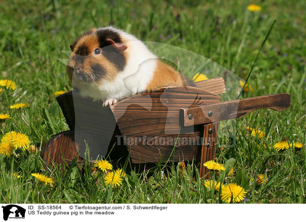 US Teddy Meerschweinchen auf der Wiese / US Teddy guinea pig in the meadow / SS-18564