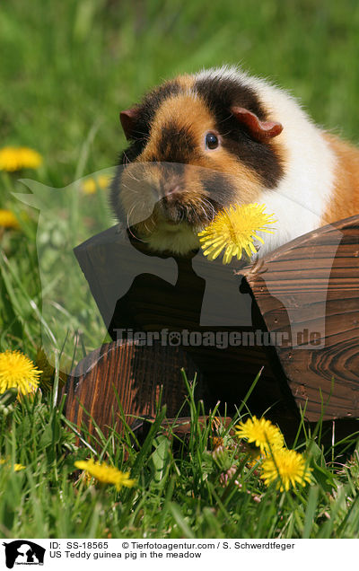 US Teddy Meerschweinchen auf der Wiese / US Teddy guinea pig in the meadow / SS-18565