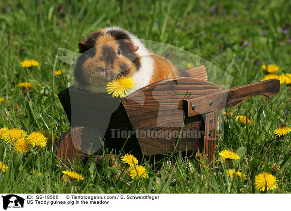 US Teddy Meerschweinchen auf der Wiese / US Teddy guinea pig in the meadow / SS-18566