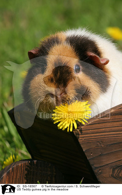 US Teddy Meerschweinchen auf der Wiese / US Teddy guinea pig in the meadow / SS-18567