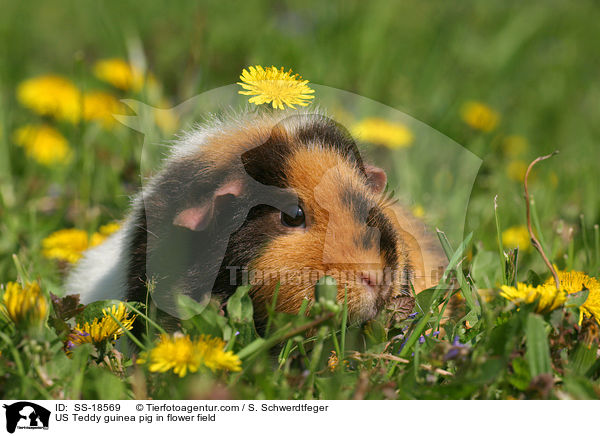 US Teddy Meerschweinchen auf einer Blumenwiese / US Teddy guinea pig in flower field / SS-18569