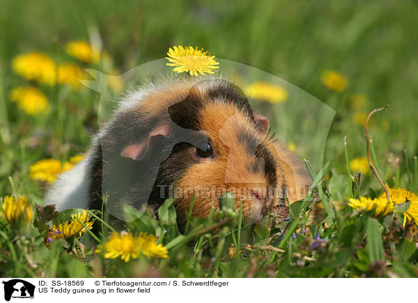 US Teddy guinea pig in flower field / SS-18569