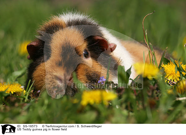 US Teddy Meerschweinchen auf einer Blumenwiese / US Teddy guinea pig in flower field / SS-18573
