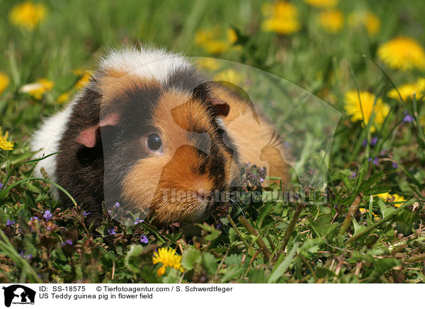 US Teddy Meerschweinchen auf einer Blumenwiese / US Teddy guinea pig in flower field / SS-18575