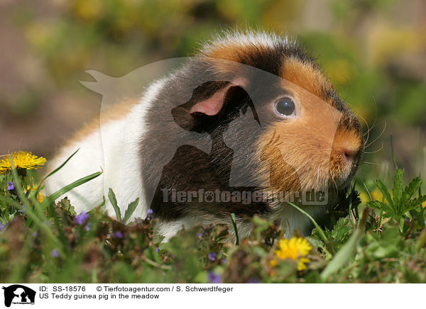 US Teddy Meerschweinchen auf der Wiese / US Teddy guinea pig in the meadow / SS-18576