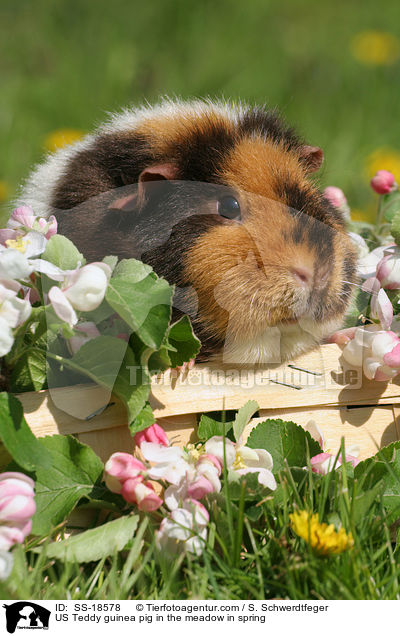 US Teddy guinea pig in the meadow in spring / SS-18578