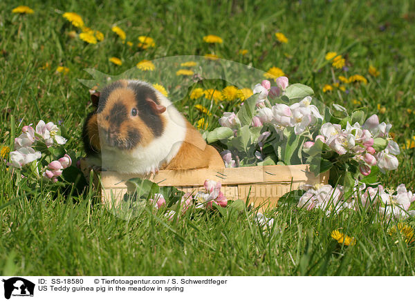 US Teddy Meerschweinchen im Frhjahr auf der Wiese / US Teddy guinea pig in the meadow in spring / SS-18580