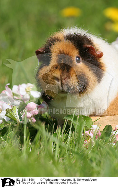 US Teddy Meerschweinchen im Frhjahr auf der Wiese / US Teddy guinea pig in the meadow in spring / SS-18581