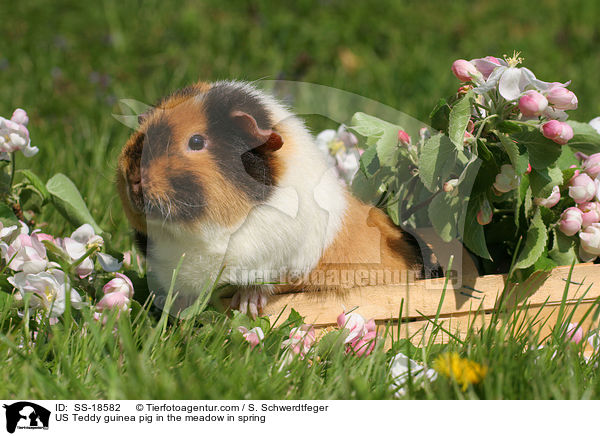 US Teddy Meerschweinchen auf der Wiese im Frhling / US Teddy guinea pig in the meadow in spring / SS-18582