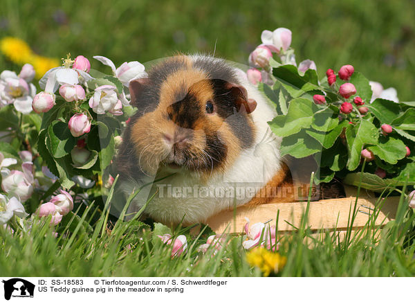US Teddy Meerschweinchen auf der Wiese im Frhling / US Teddy guinea pig in the meadow in spring / SS-18583