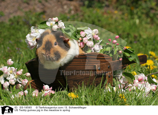 US Teddy guinea pig in the meadow in spring / SS-18585