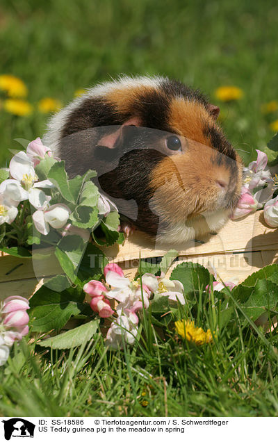 US Teddy guinea pig in the meadow in spring / SS-18586