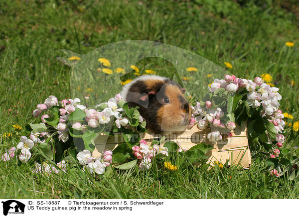 US Teddy Meerschweinchen auf der Wiese im Frhling / US Teddy guinea pig in the meadow in spring / SS-18587