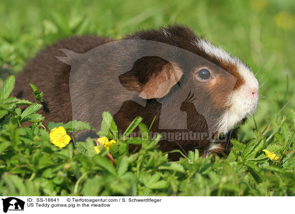 US Teddy Meerschweinchen auf der Wiese / US Teddy guinea pig in the meadow / SS-18641