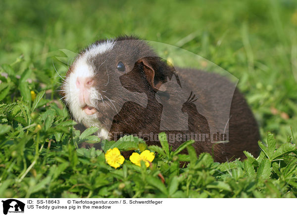 US Teddy Meerschweinchen auf der Wiese / US Teddy guinea pig in the meadow / SS-18643