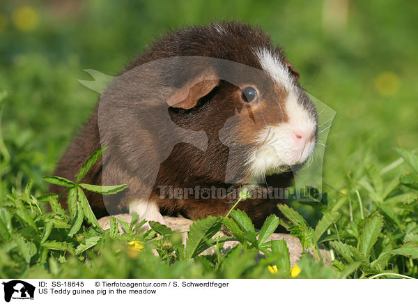 US Teddy Meerschweinchen auf der Wiese / US Teddy guinea pig in the meadow / SS-18645