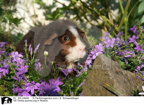 US Teddy Meerschweinchen in Blumen / US Teddy guinea pig in flowers / SS-18646