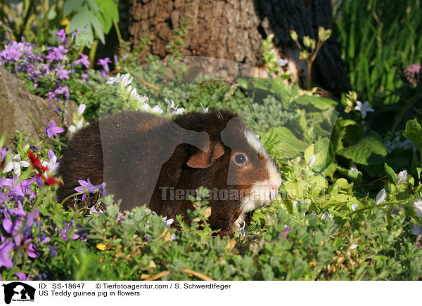 US Teddy Meerschweinchen in Blumen / US Teddy guinea pig in flowers / SS-18647