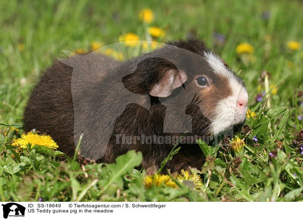 US Teddy Meerschweinchen auf der Wiese / US Teddy guinea pig in the meadow / SS-18649