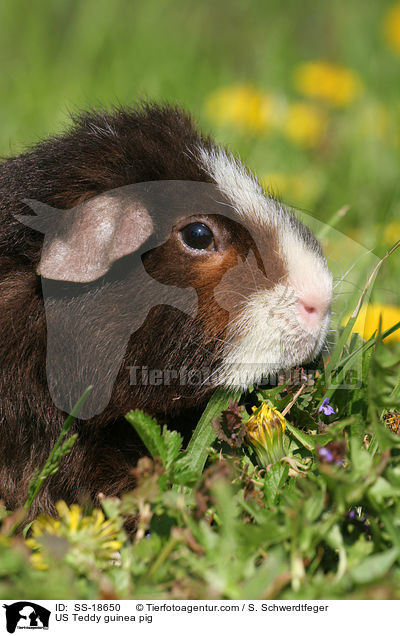 US Teddy guinea pig / SS-18650