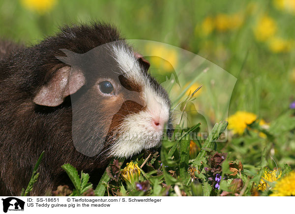 US Teddy Meerschweinchen auf der Wiese / US Teddy guinea pig in the meadow / SS-18651
