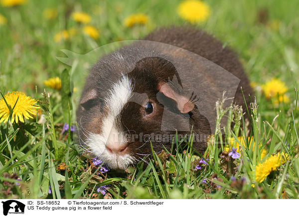 US Teddy Meerschweinchen auf einer Blumenwiese / US Teddy guinea pig in a flower field / SS-18652