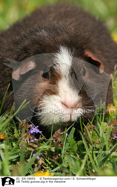 US Teddy guinea pig in the meadow / SS-18653