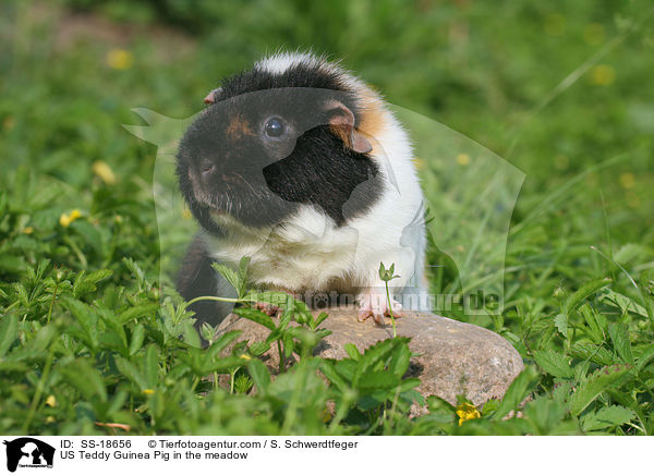 US Teddy Meerschweinchen auf der Wiese / US Teddy Guinea Pig in the meadow / SS-18656