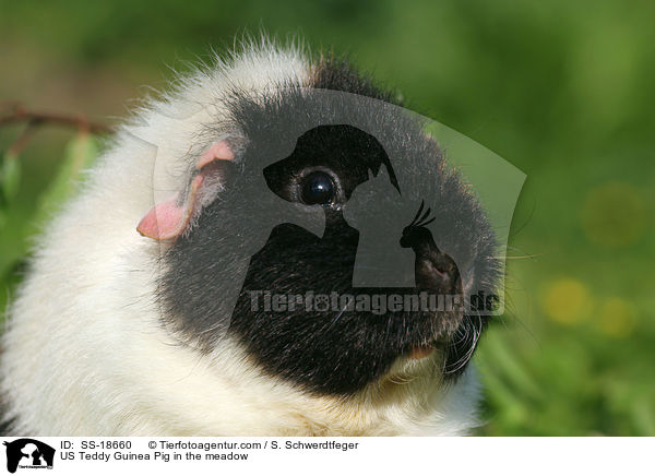US Teddy Meerschweinchen auf der Wiese / US Teddy Guinea Pig in the meadow / SS-18660