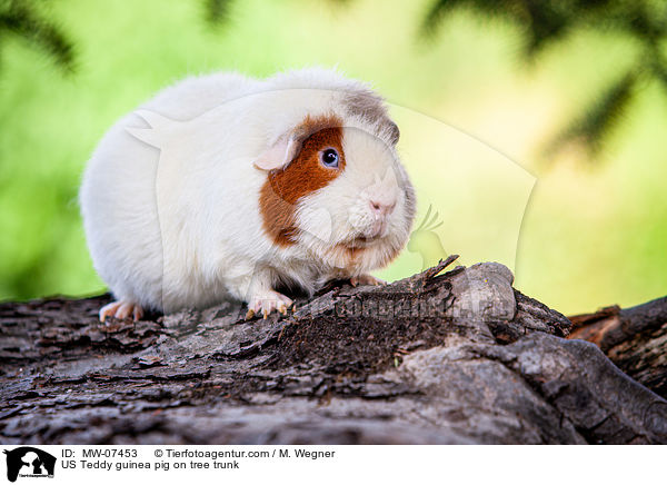US Teddy Meerschweinchen auf Baumstamm / US Teddy guinea pig on tree trunk / MW-07453