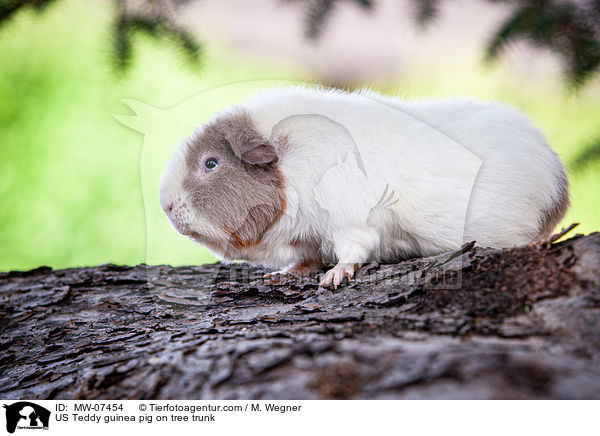 US Teddy guinea pig on tree trunk / MW-07454
