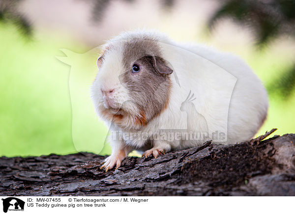 US Teddy guinea pig on tree trunk / MW-07455