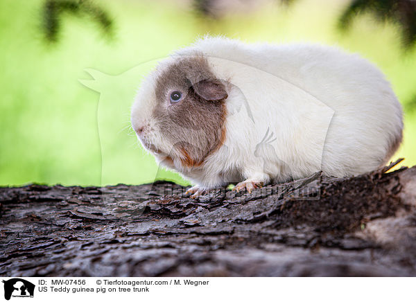 US Teddy Meerschweinchen auf Baumstamm / US Teddy guinea pig on tree trunk / MW-07456