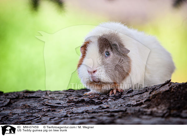 US Teddy guinea pig on tree trunk / MW-07459