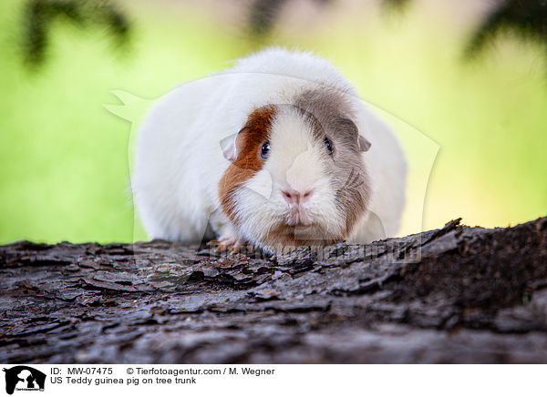 US Teddy guinea pig on tree trunk / MW-07475