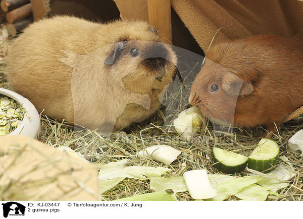 2 Meerschweinchen / 2 guinea pigs / KJ-03447