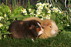 US-Teddy guinea pigs