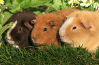 3 guinea pigs in garden