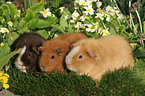 3 guinea pigs in garden
