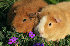 2 guinea pigs in garden