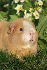 us-teddy guinea pig in garden