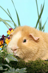 us-teddy guinea pig