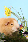 us-teddy guinea pig