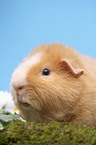 us-teddy guinea pig portrait