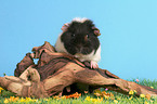 us-teddy guinea pig on tree root