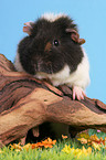 us-teddy guinea pig on tree root