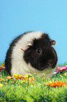 us-teddy guinea pig