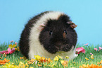 us-teddy guinea pig