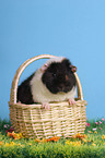 us-teddy guinea pig in basket